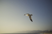 A seagull flies above the shores of a beach. 