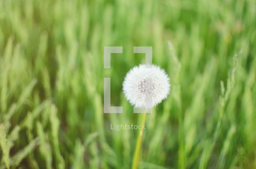 a dandelion 