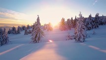 Colorful evening sunset in snowy forest.

