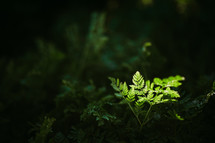 sunlight shining on a green fern on a forest floor 
