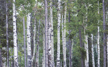 birch trees in a forest 