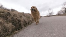 Happy dog running towards camera in country road Slow motion
