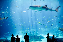 silhouettes of people watching a shark in an aquarium 