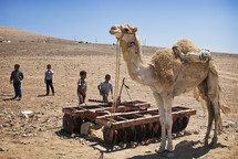 camel and children in a desert 