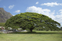 large tree in Hawaii 