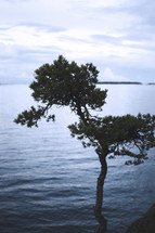 pine tree over a lake 