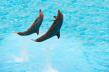 jumping dolphins 