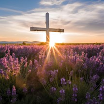 A wooden cross stands on a vibrant field of lavender, illuminated by the warm light of the setting sun
