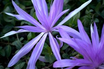 lilac flower 