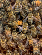 honey bees background 