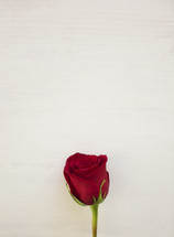 red long stem rose against a white background 