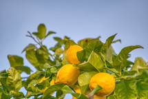 ripe lemons on a tree ready to be picked 