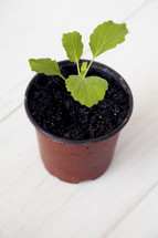sprout in a pot 