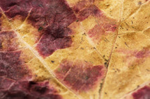 fall leaf background 