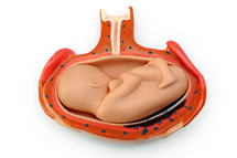 model of fetus in the womb 