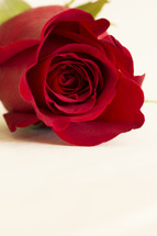 red long stem rose against a white background 