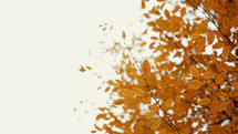 Autumn nature in forest. Tree with orange leaves on white sky background. Copy space. High quality photo