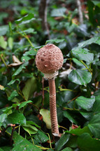 close-up photo of the mushroom