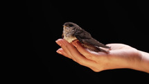 Little barn swallow in womens hands. Hirundo rustica chick spreads wings, teaching to fly on studio background. Close-up view. Ornithology, nature, fauna concept.