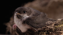 Barn swallow - hirundo rustica sitting in mud nest, bird chick in their natural habitat. Black background, soft light. Close-up view. Ornithology, nature, fauna concept.