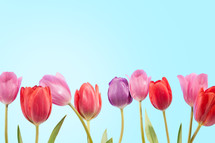 Colorful tulips under a bright blue sky. 