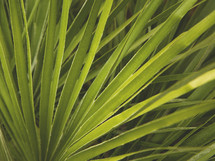 palm fronds closeup 