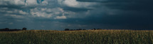a corn field under storm clouds 