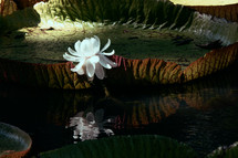Giant water lily in botanical garden
