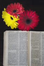 gerber daisies and open Bible 