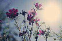 sunlight on pink flowers 