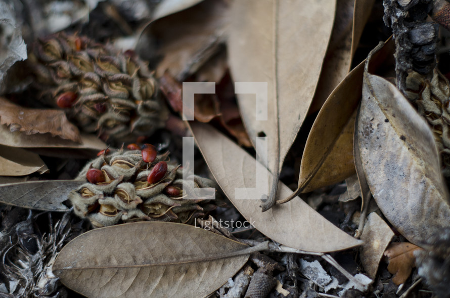 magnolia cones and brown leaves on the ground 