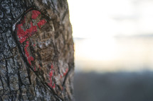 heart carved in a tree trunk 