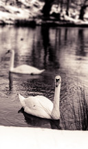 white swans in a pond