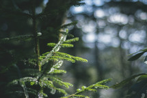 green fir tree outdoors in a forest 
