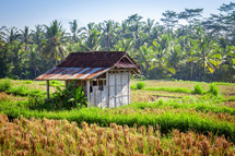 rice fields in Bali 