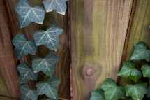 ivy growing on a fence 
