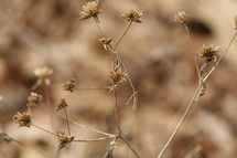 dried brown plant 