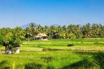 Bali scenery 