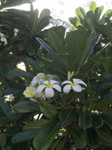 Hawaiian flowers 