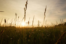 sunset behind a field of tall grass and wheat.