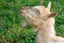 goat eating from a branch 