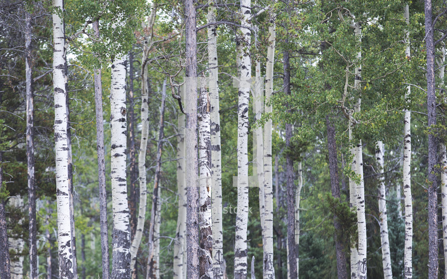 birch trees in a forest 