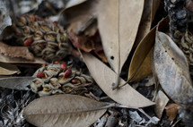 magnolia cones and brown leaves on the ground 