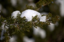 Snow on a spruce tree