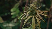 Sativa marijuana bush leaves macro detailed shot. 