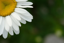 petals on a white daisy 
