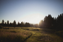 The sun shining through pine trees on a ranch