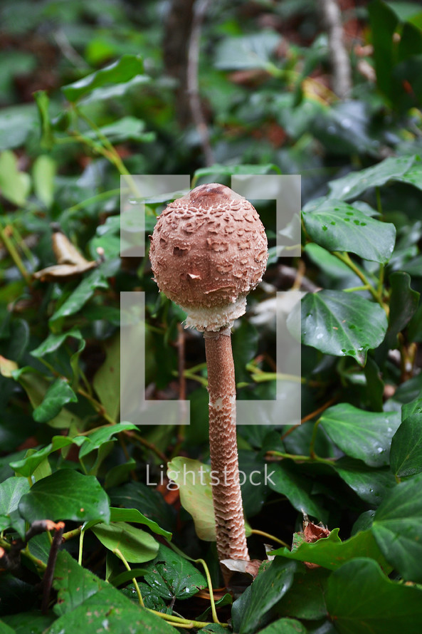close-up photo of the mushroom