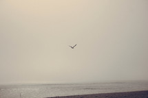 seagull in flight over a beach 