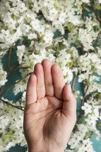 hand and spring blossoms 